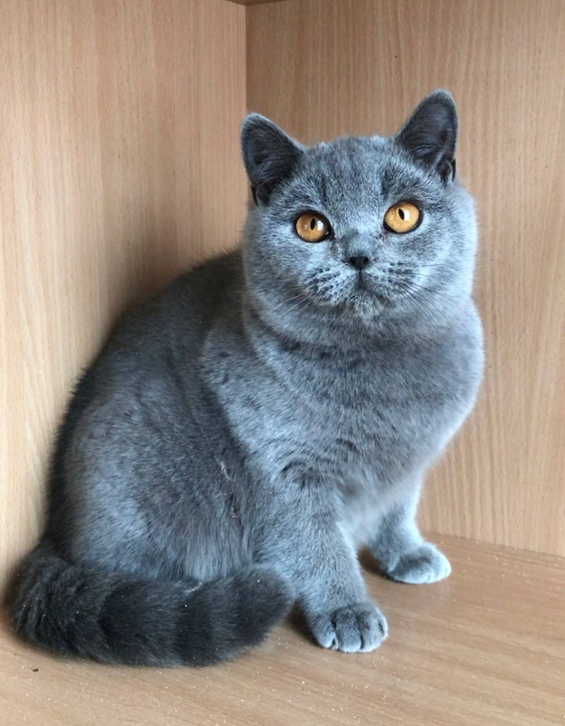 Margo