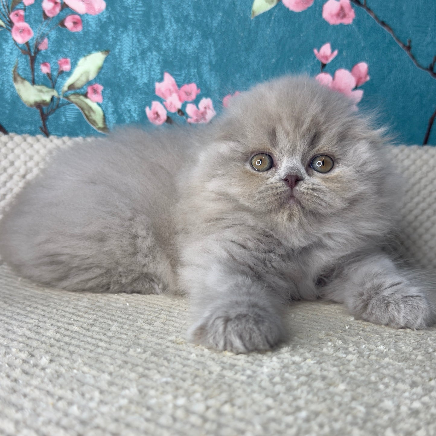 
                  
                    Kitty
                  
                