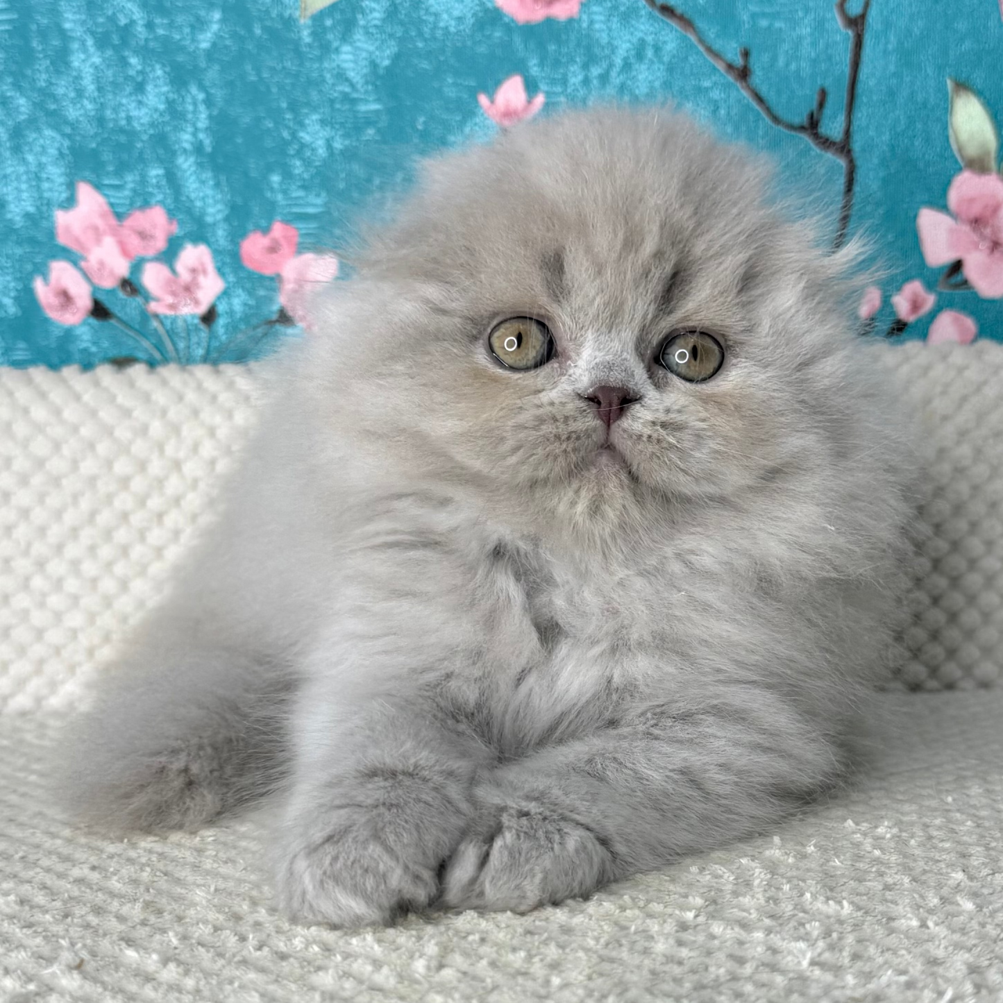 
                  
                    Kitty
                  
                