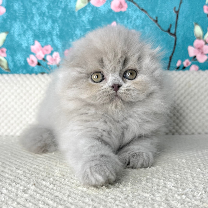 Kitty