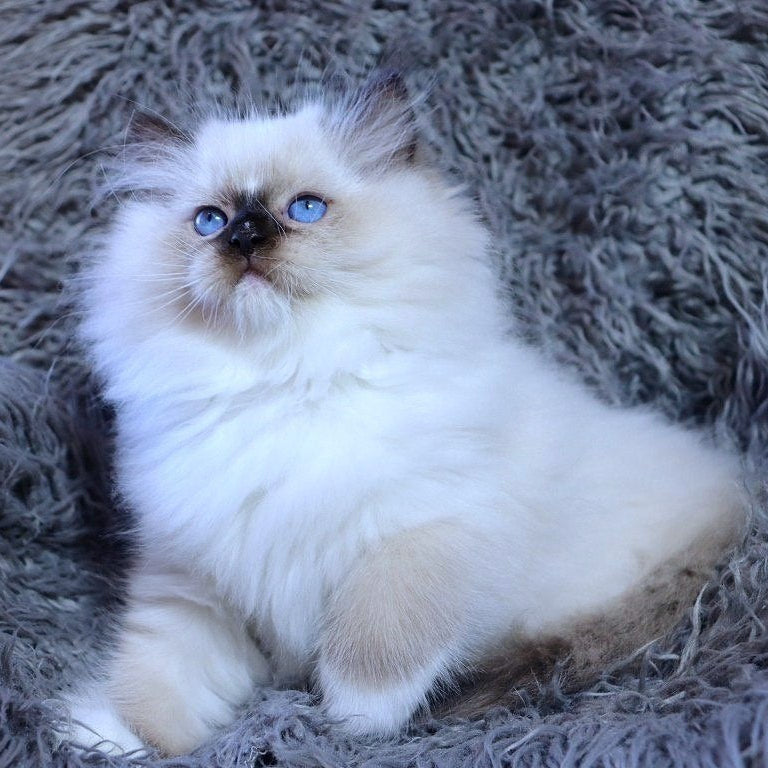 
                  
                    Zorro
                  
                