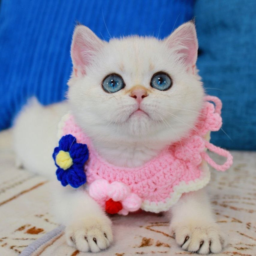 
                  
                    Lady
                  
                