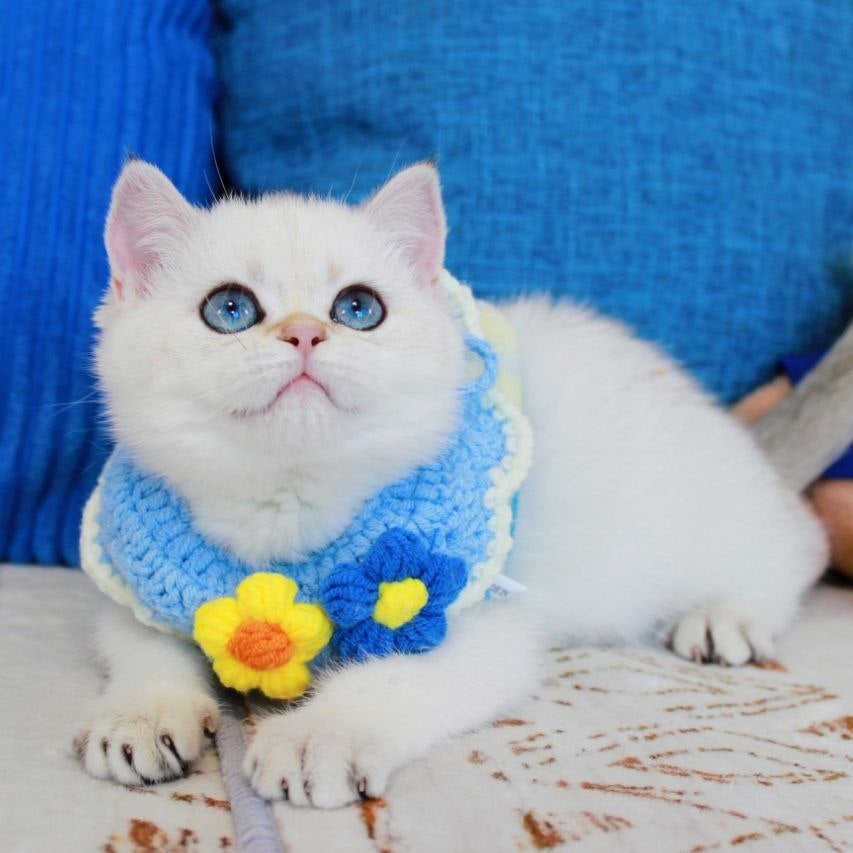 
                  
                    Lady
                  
                
