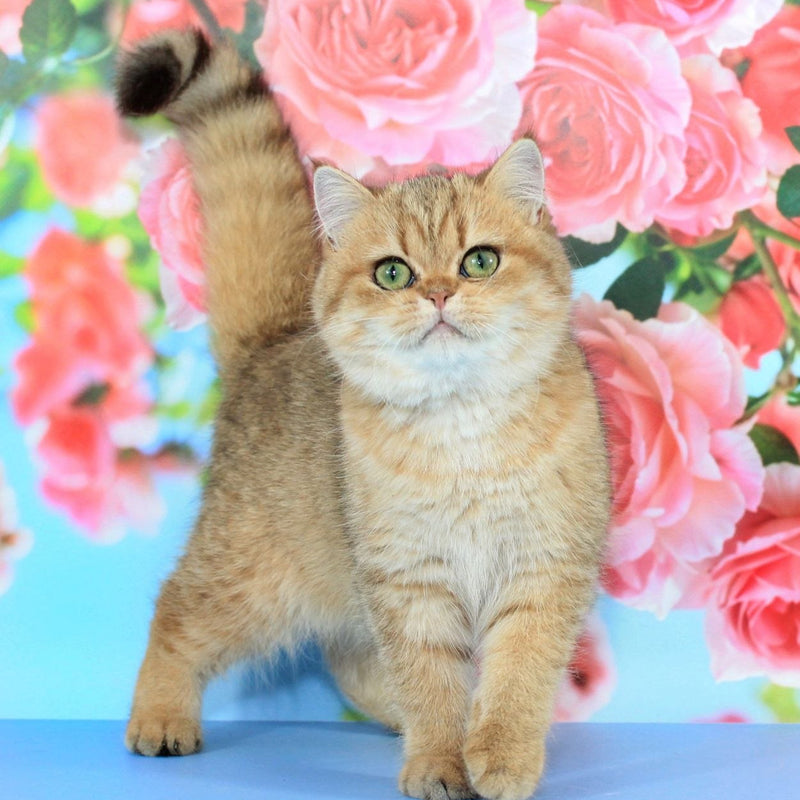 Rosa