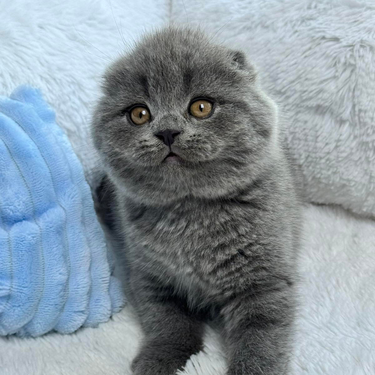 
                  
                    Anton
                  
                