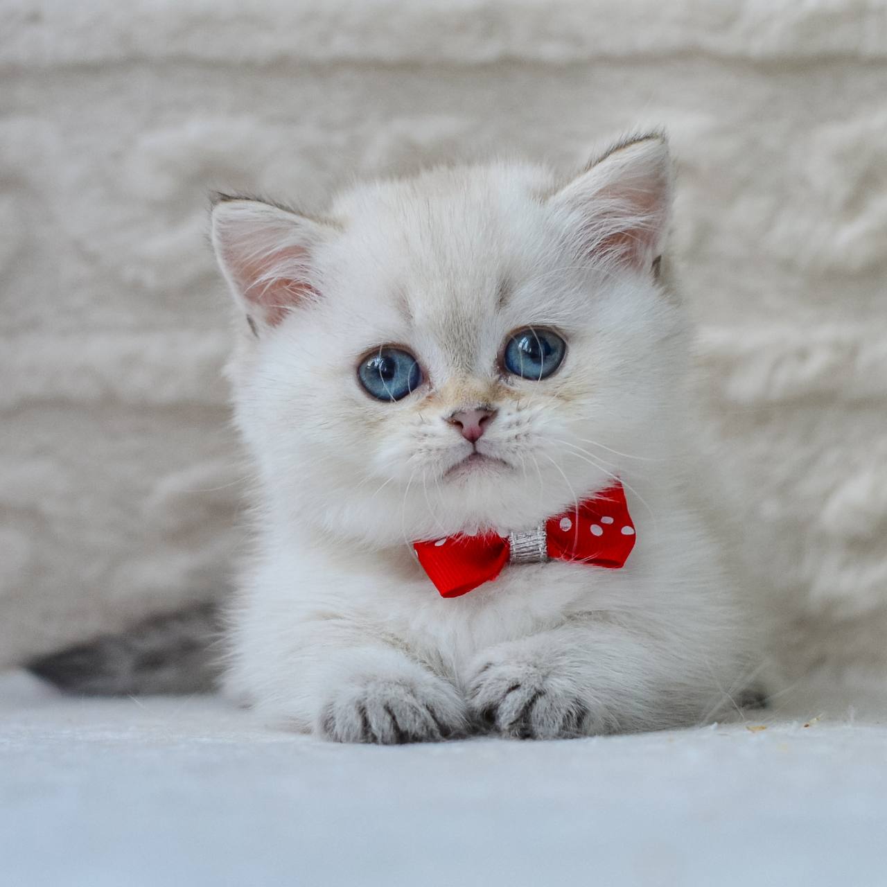 
                  
                    Elvis
                  
                