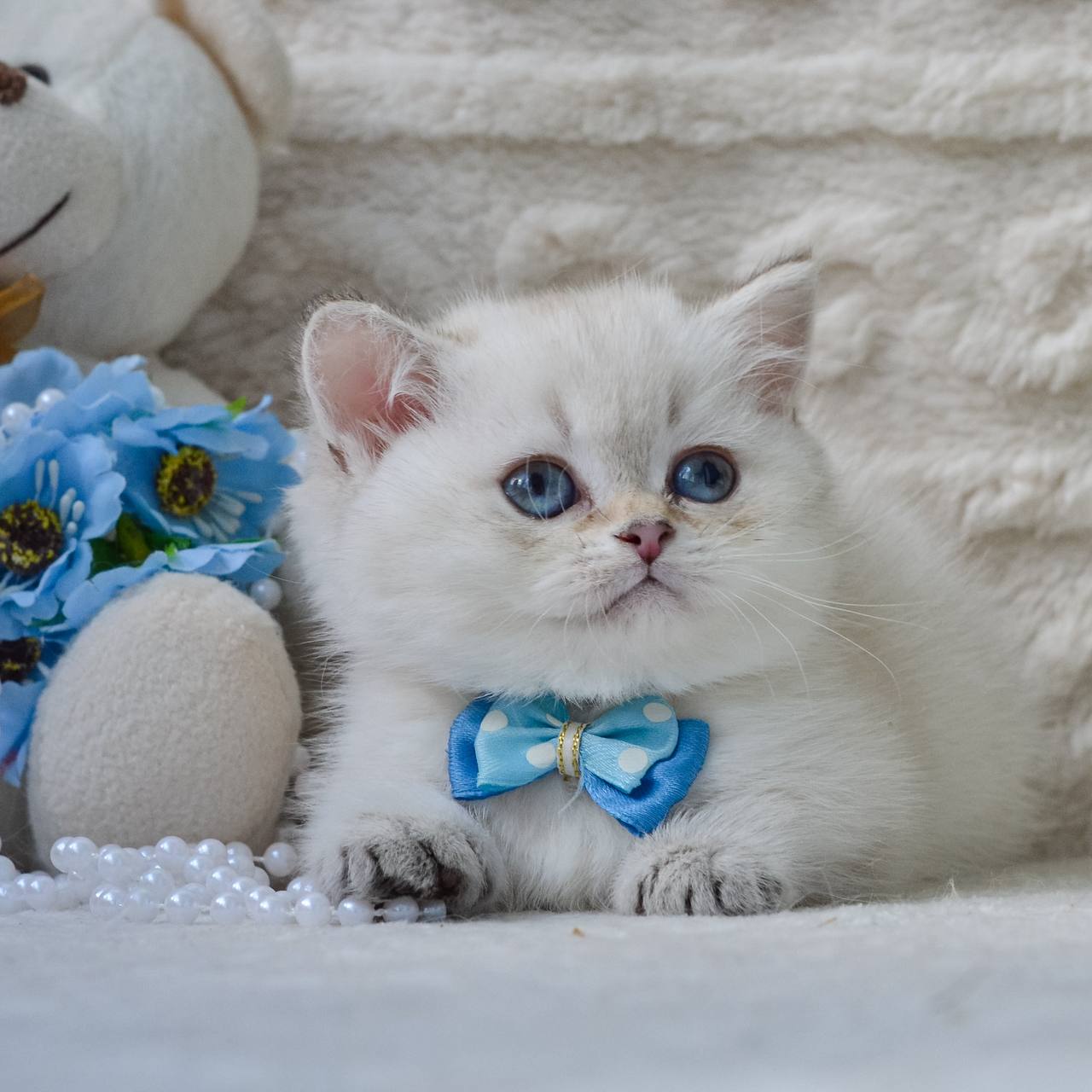 
                  
                    Elvis
                  
                