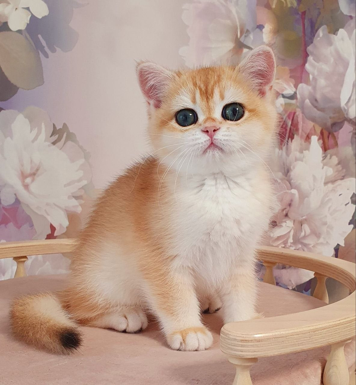 
                  
                    Cleo
                  
                