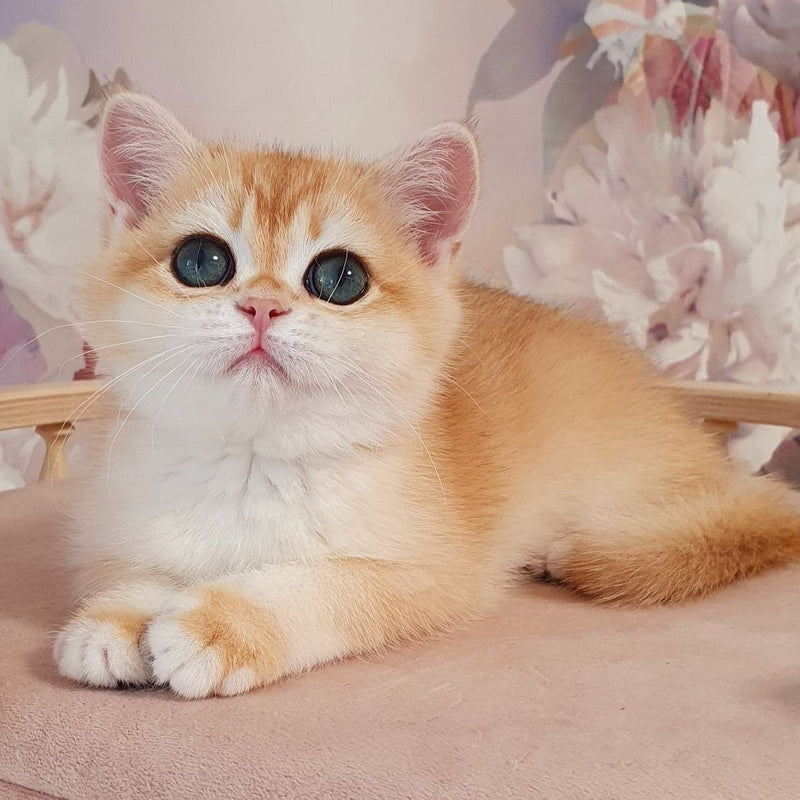 Cleo