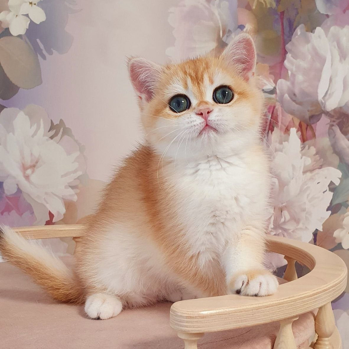 
                  
                    Cleo
                  
                