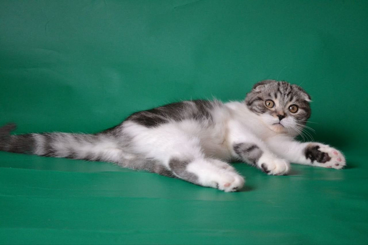 
                  
                    Simon
                  
                