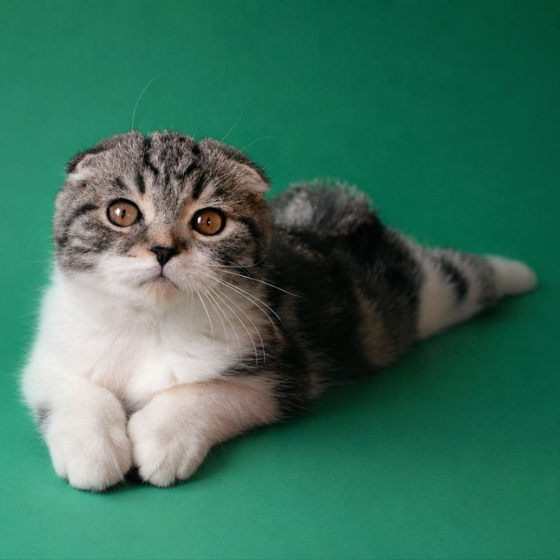 Simon