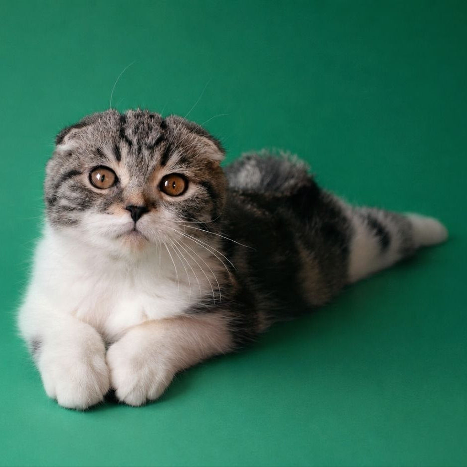 
                  
                    Simon
                  
                