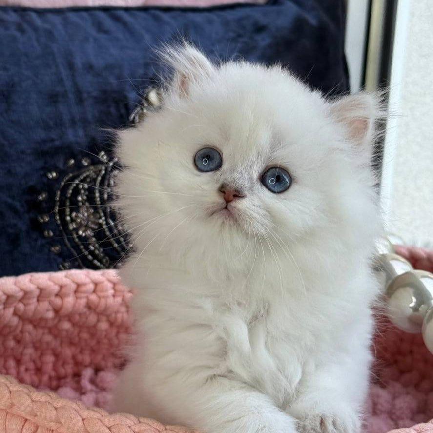 Nala