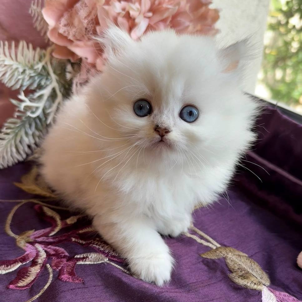 
                  
                    Nala
                  
                