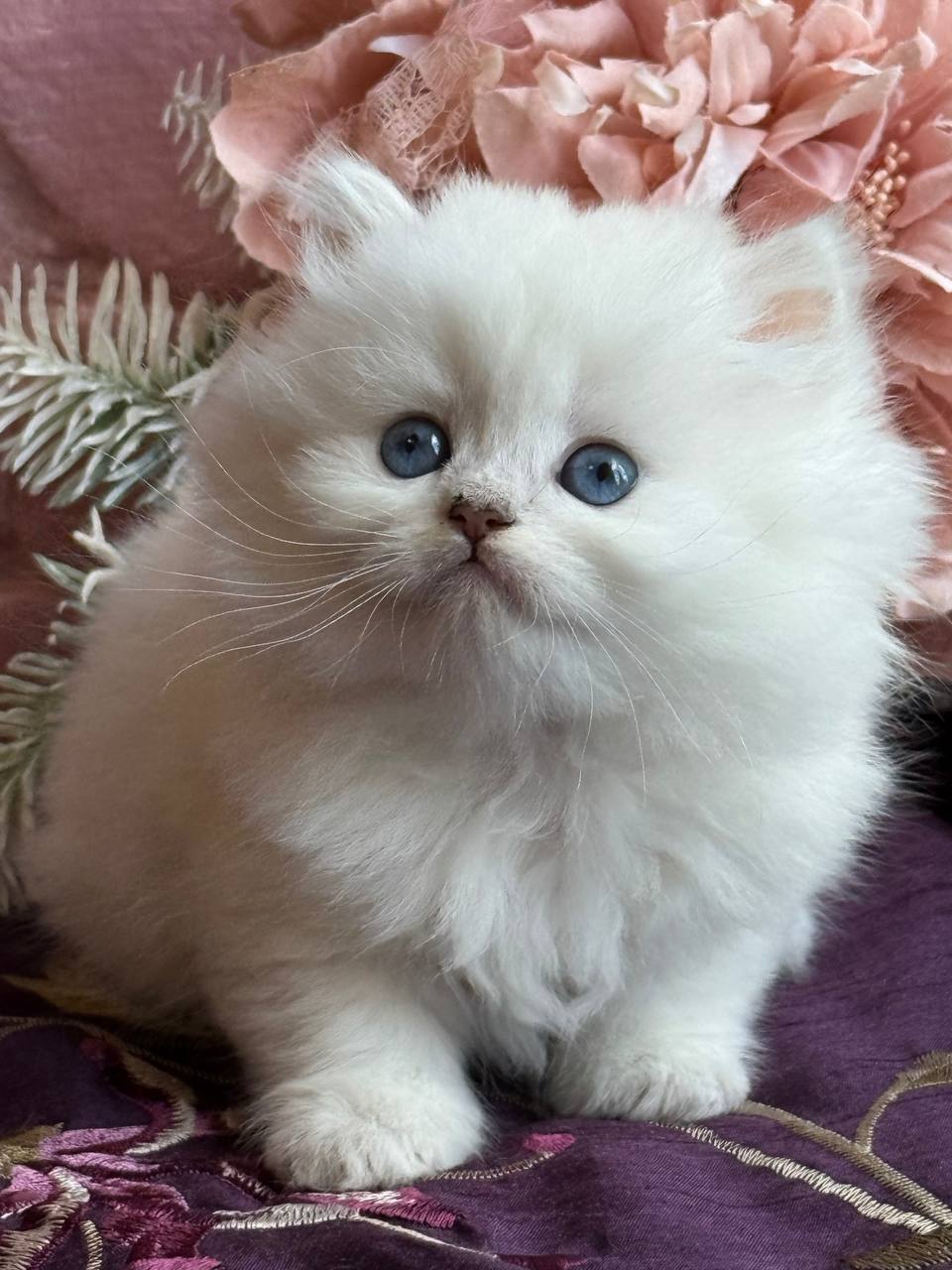 
                  
                    Nala
                  
                