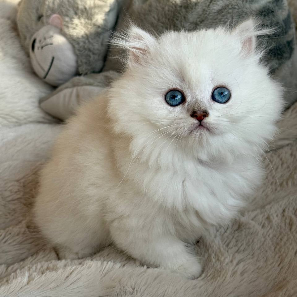 
                  
                    Nala
                  
                
