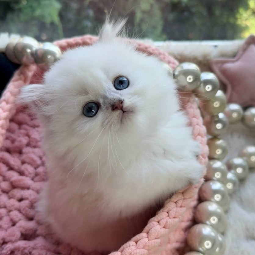
                  
                    Nala
                  
                