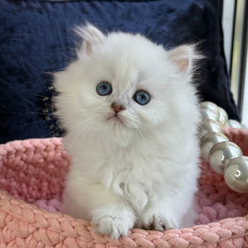 
                  
                    Nala
                  
                