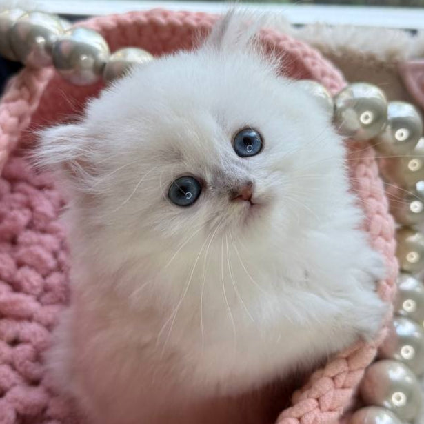 
                  
                    Nala
                  
                