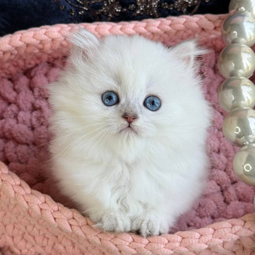 
                  
                    Nala
                  
                