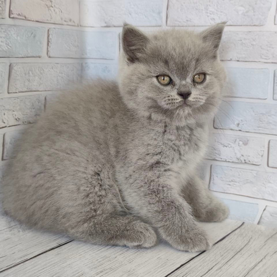 
                  
                    Lolita
                  
                