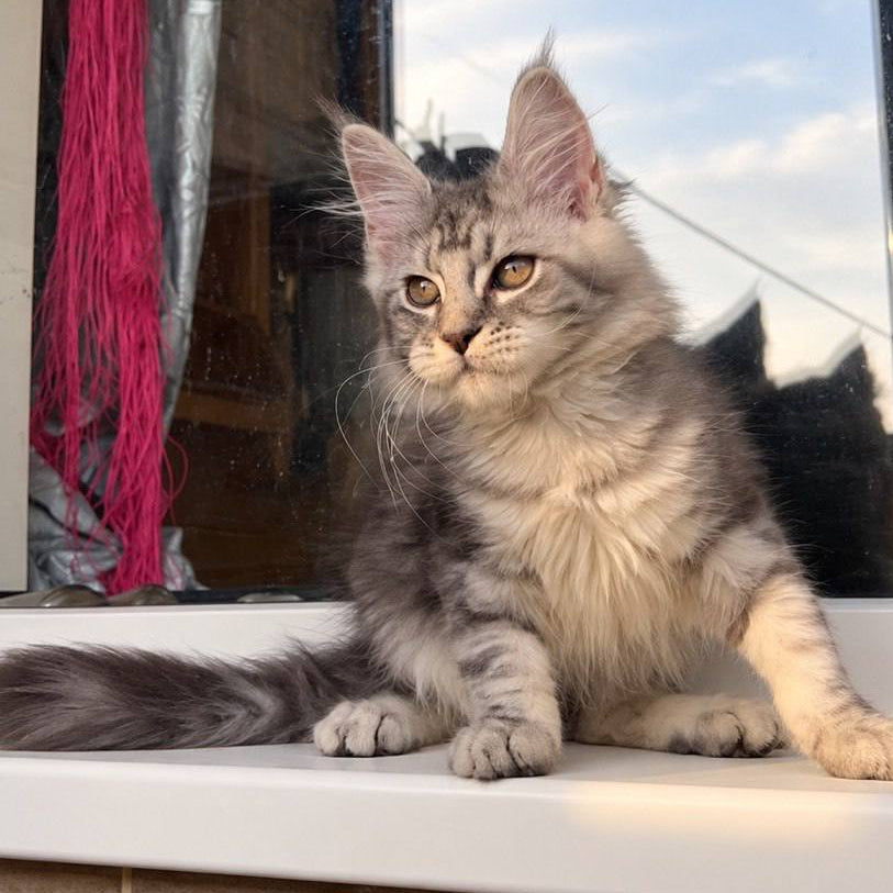 
                  
                    Nessa
                  
                