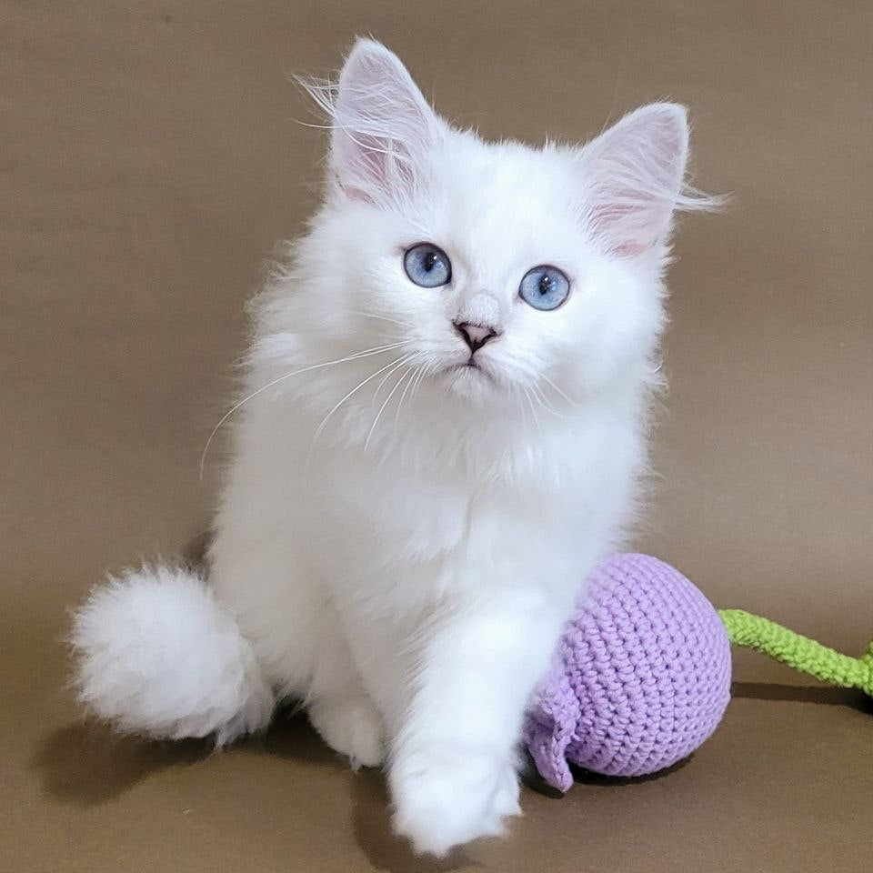 
                  
                    Ursula
                  
                