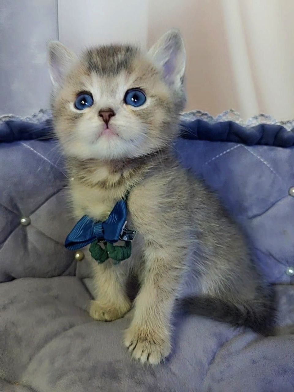 
                  
                    Toffee
                  
                