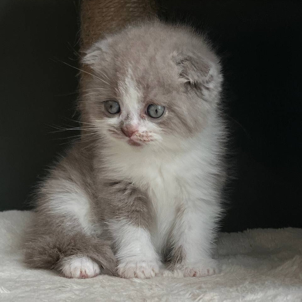 
                  
                    Kirill
                  
                