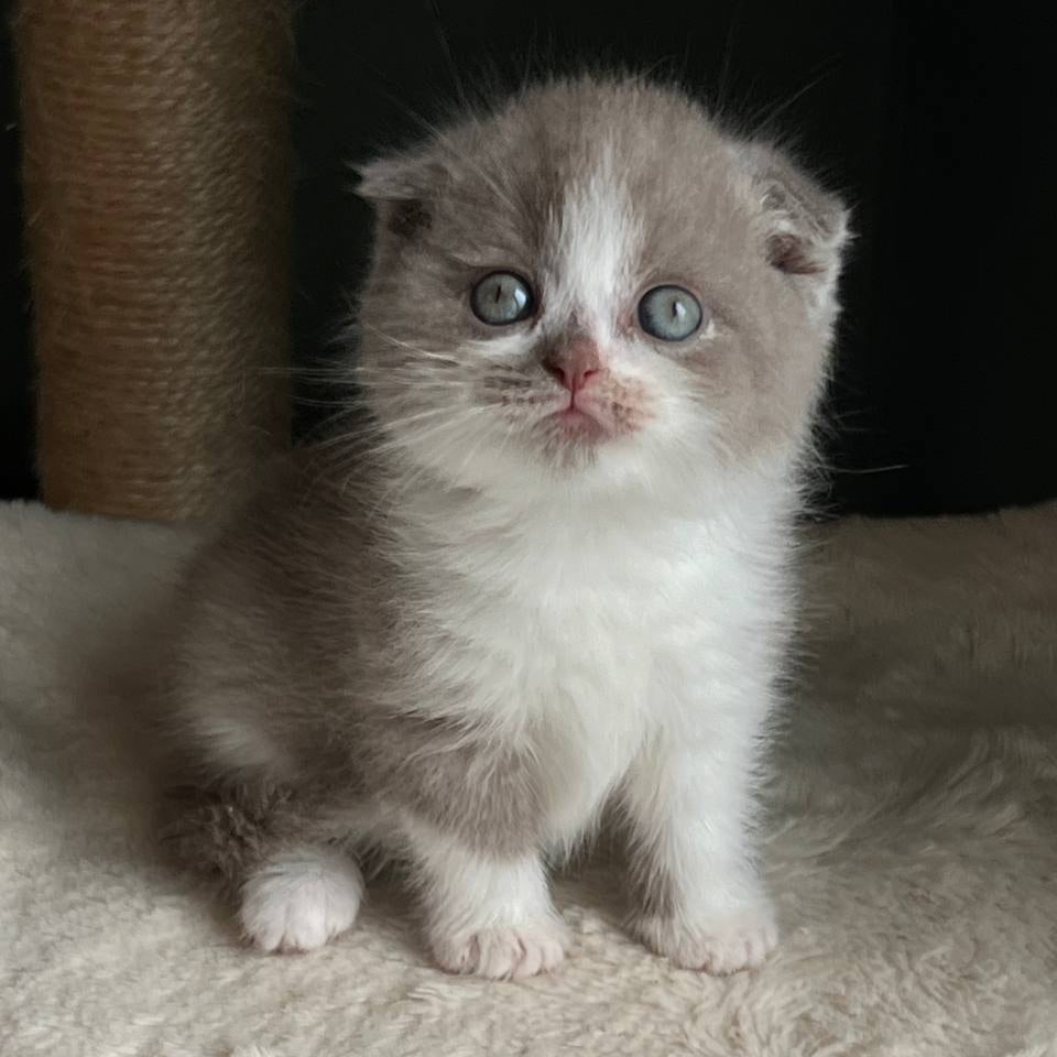 Kirill