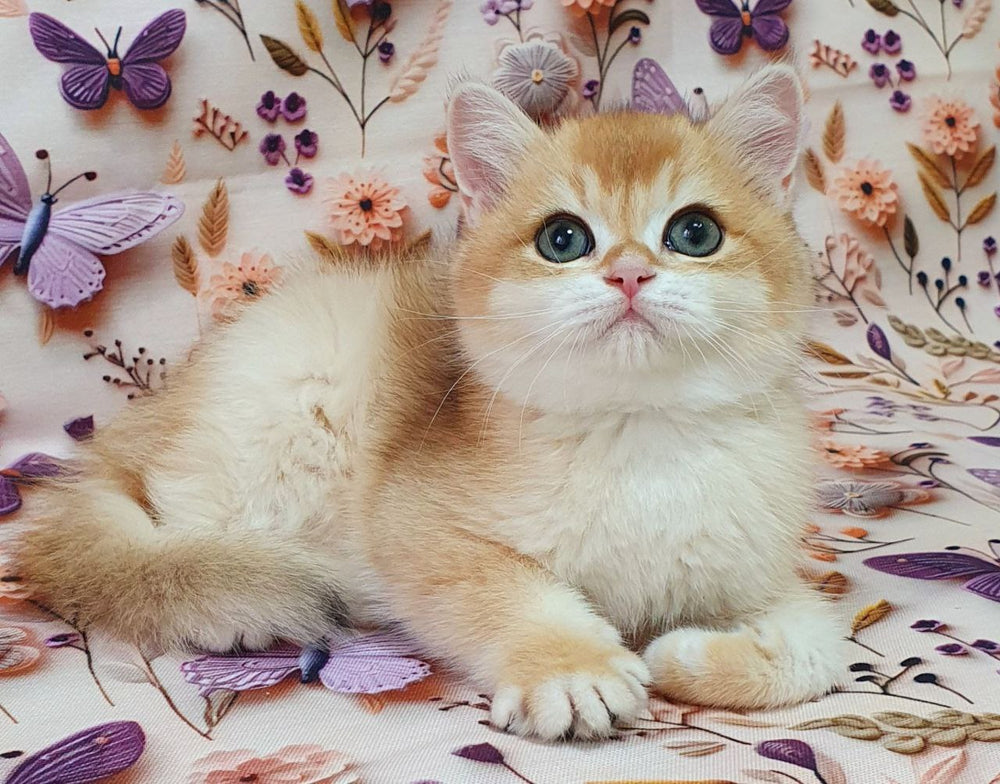 
                  
                    Watson
                  
                