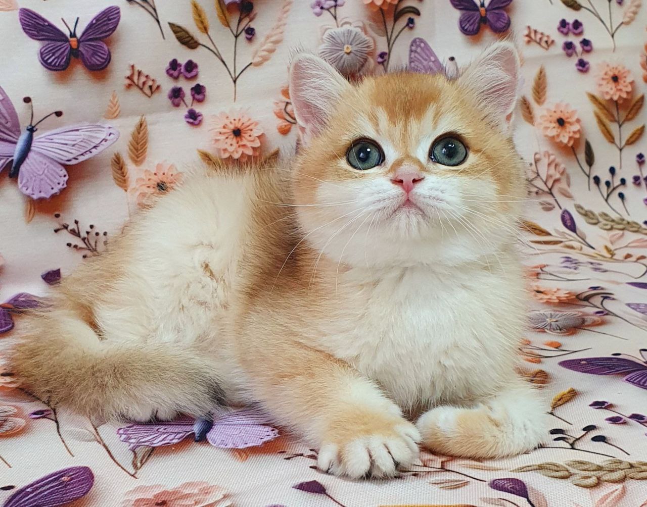 
                  
                    Watson
                  
                