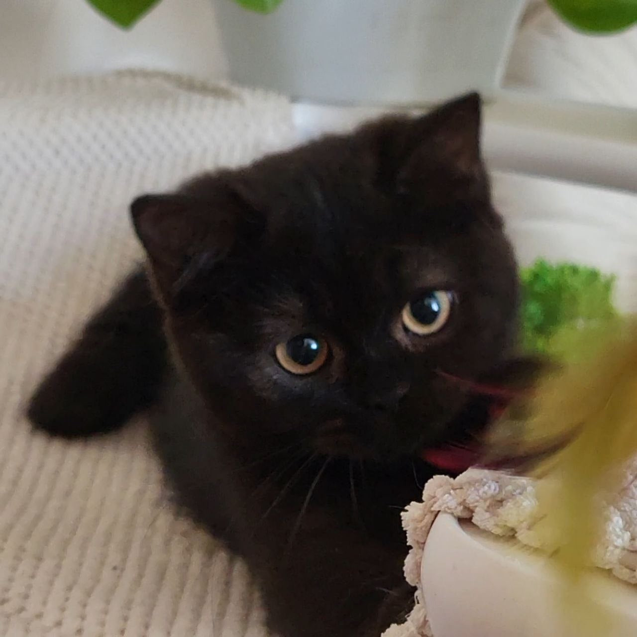 
                  
                    Bella
                  
                