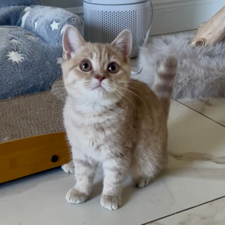 
                  
                    Bella
                  
                
