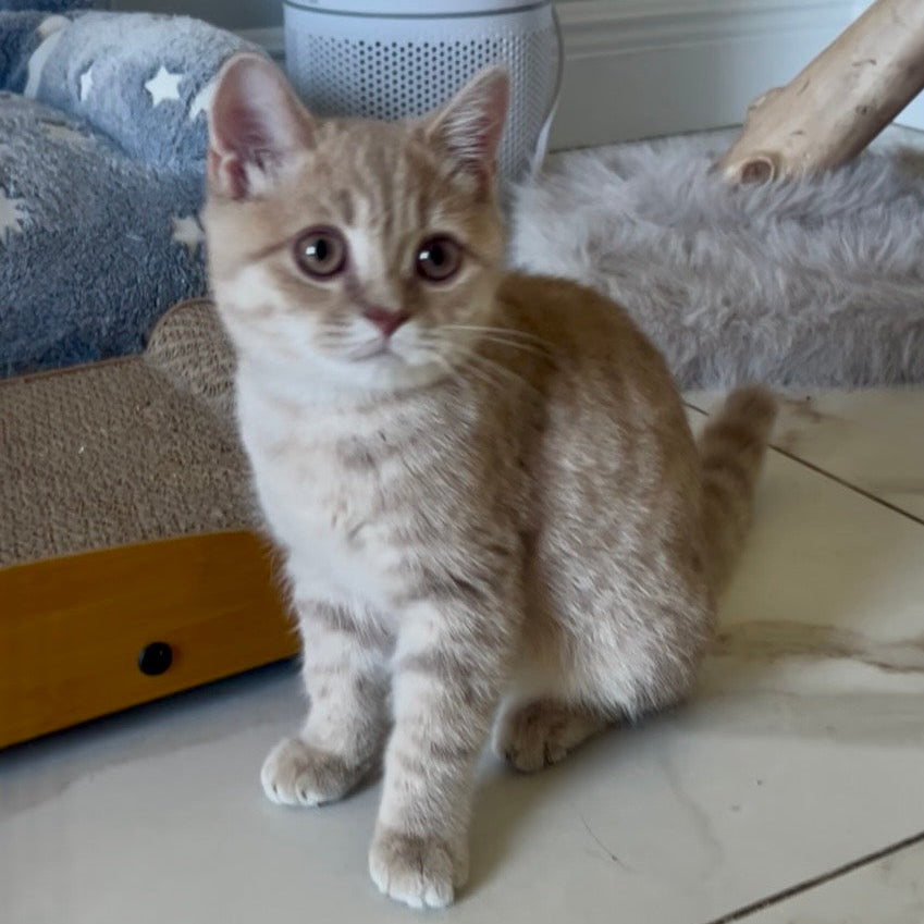 
                  
                    Bella
                  
                