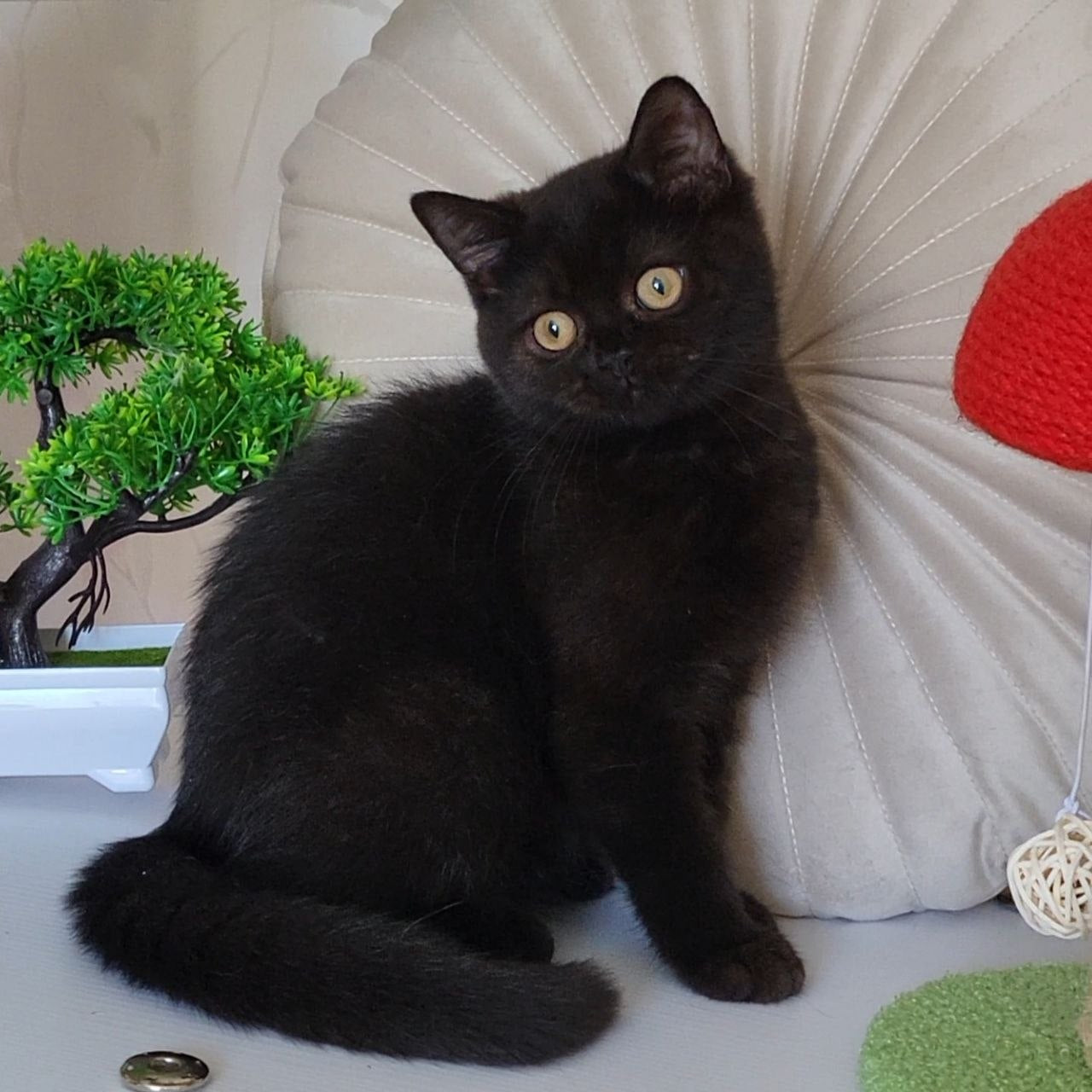 
                  
                    Bella
                  
                