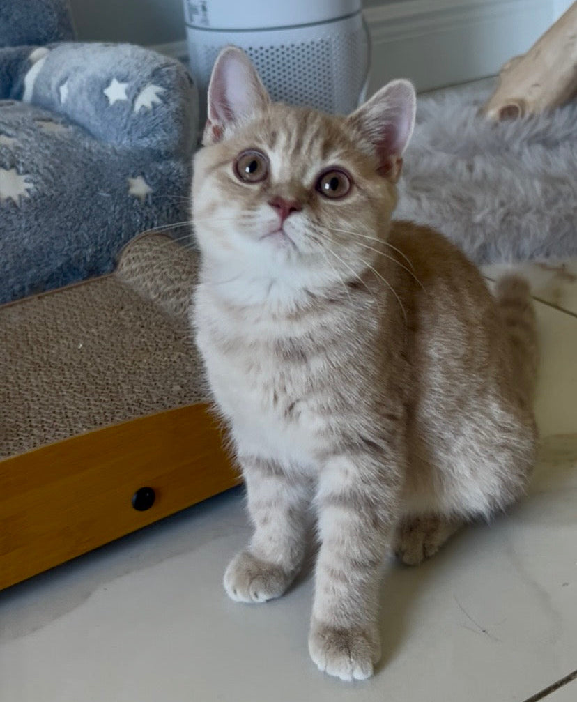 
                  
                    Bella
                  
                