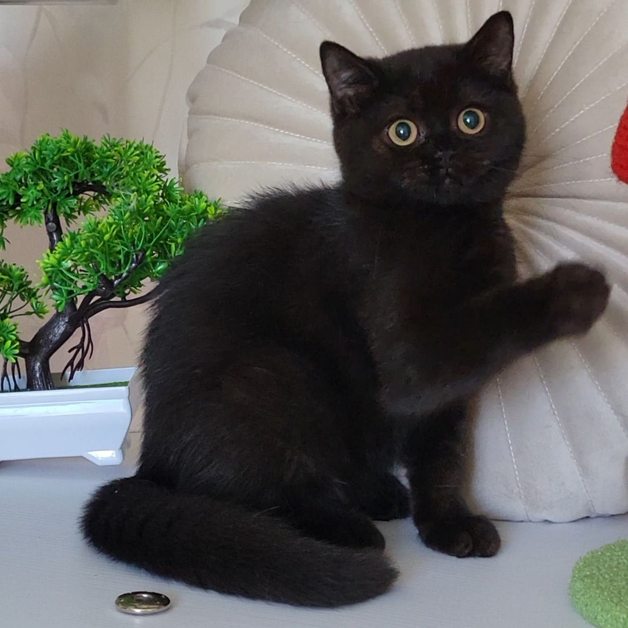 
                  
                    Bella
                  
                