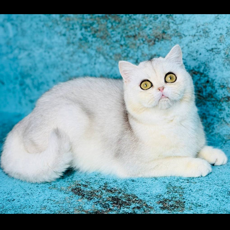 
                  
                    Ofelia
                  
                