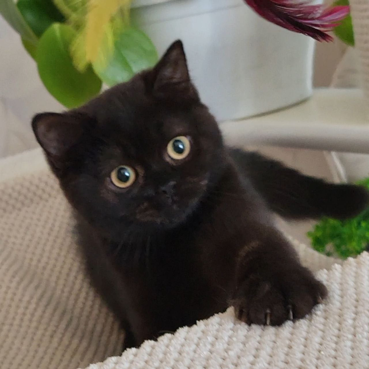 
                  
                    Bella
                  
                