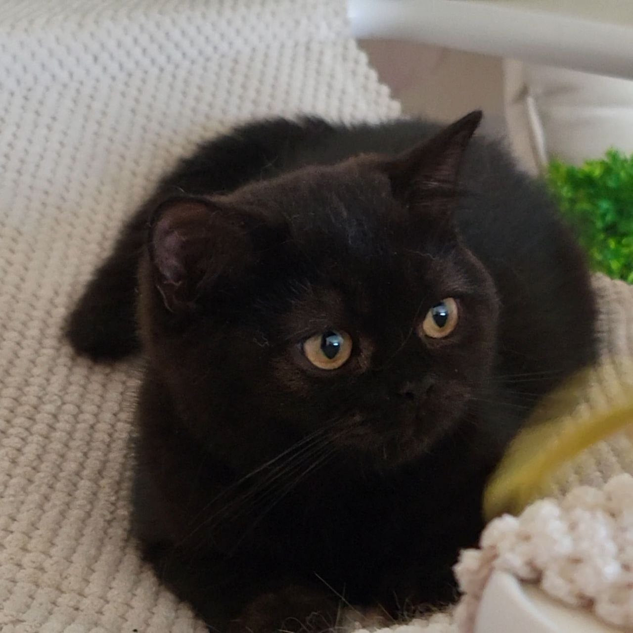 
                  
                    Bella
                  
                