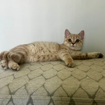 
                  
                    Bella
                  
                