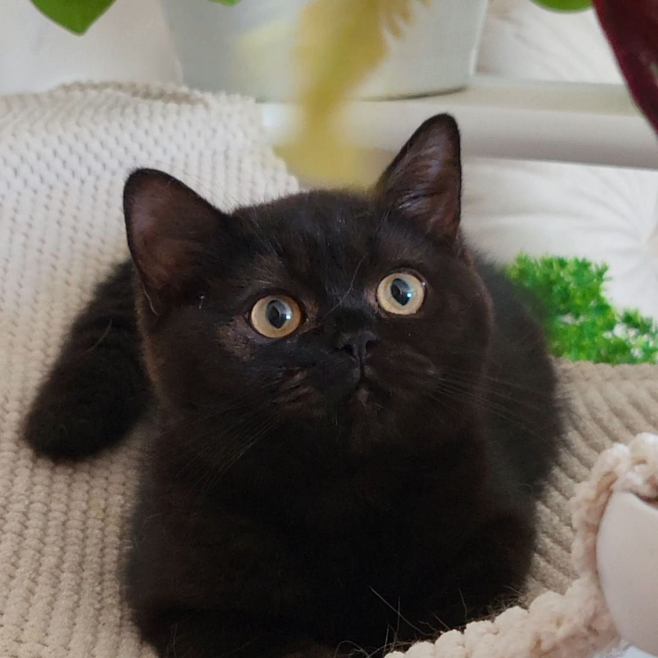 
                  
                    Bella
                  
                