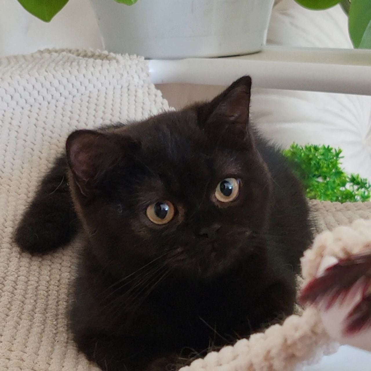 
                  
                    Bella
                  
                