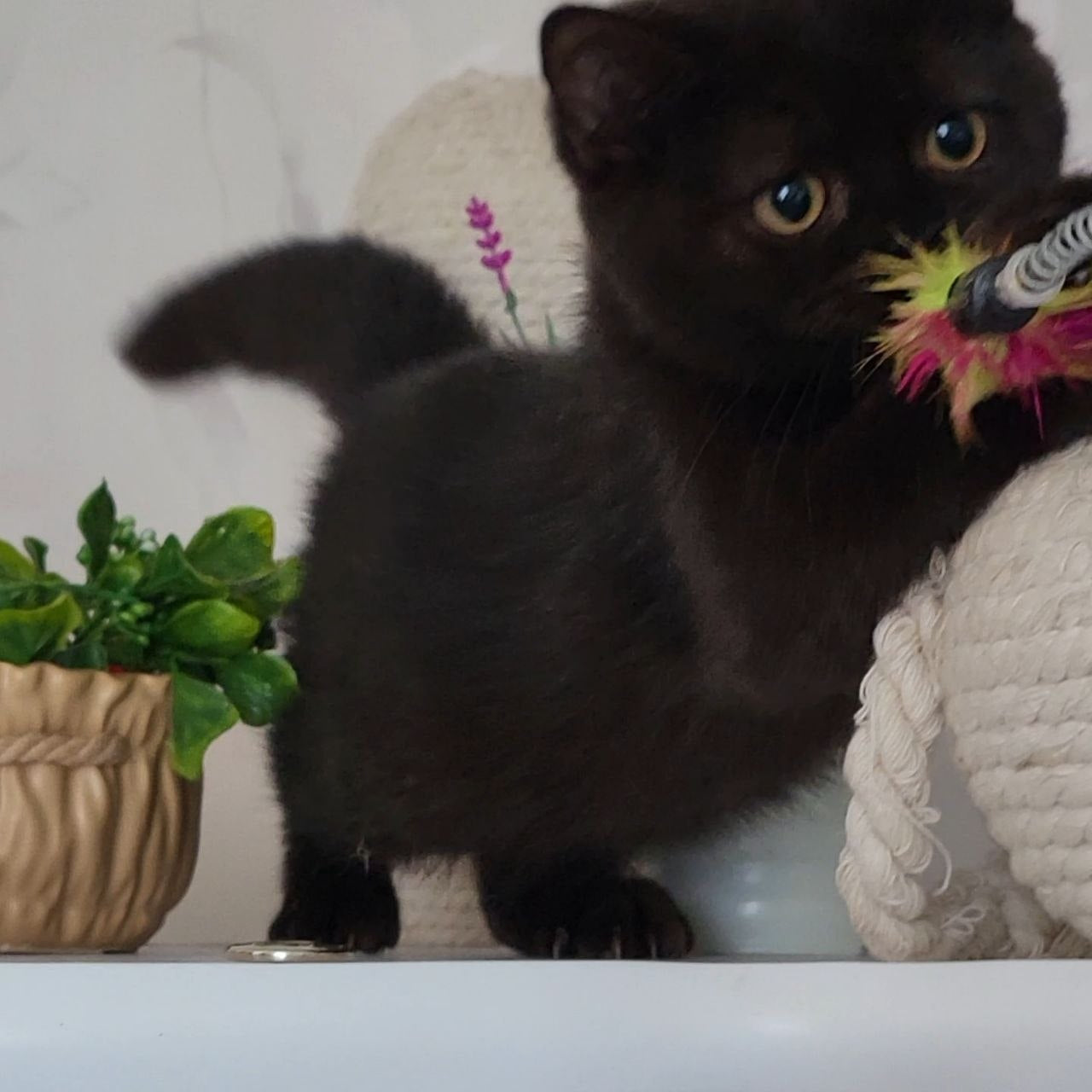 
                  
                    Bella
                  
                