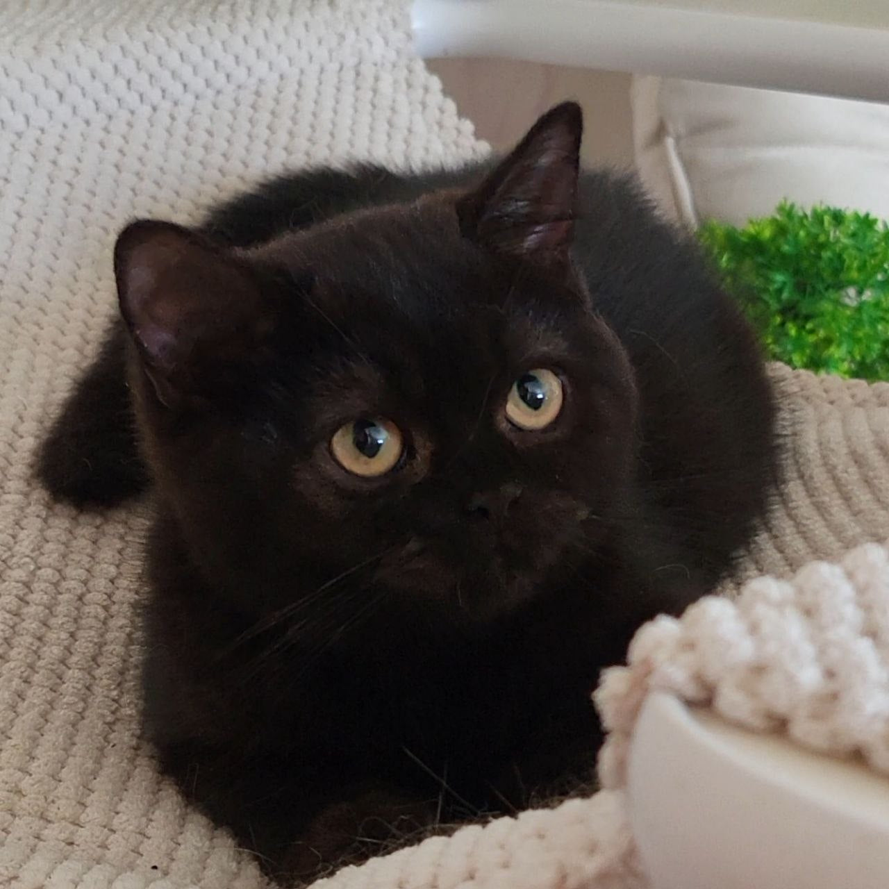 
                  
                    Bella
                  
                