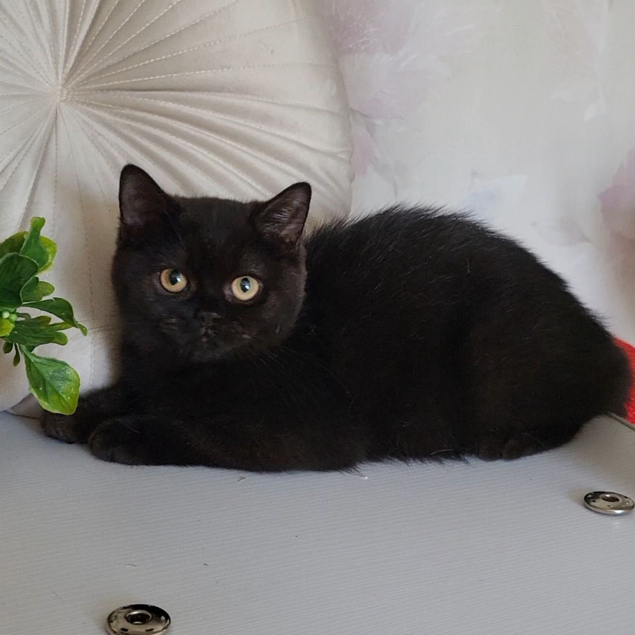 
                  
                    Bella
                  
                