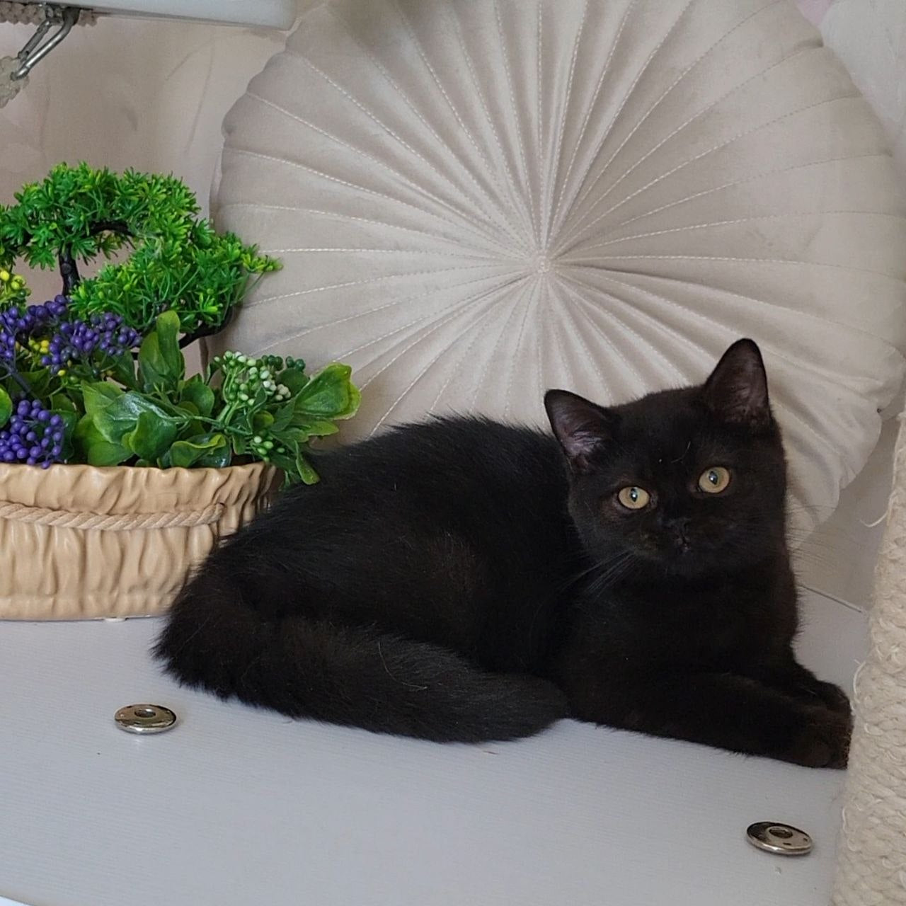 
                  
                    Bella
                  
                