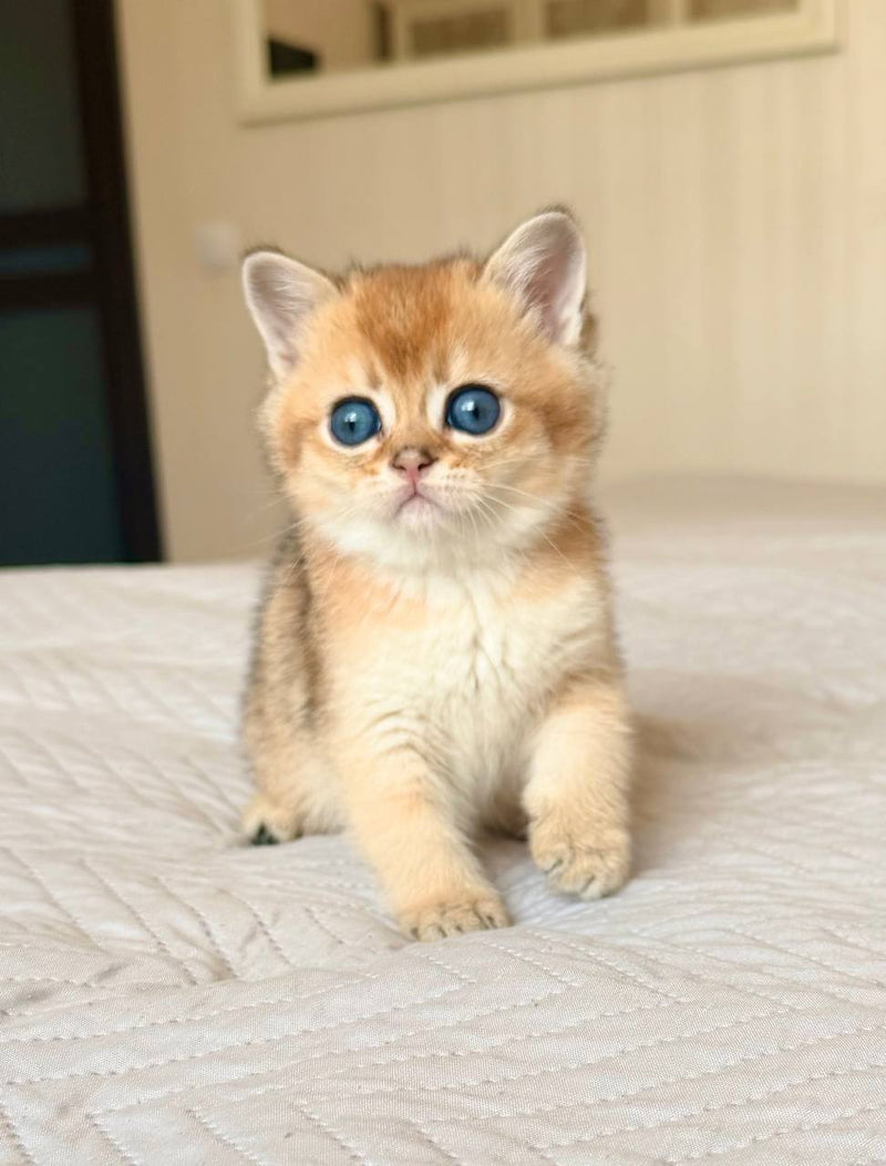 Max
